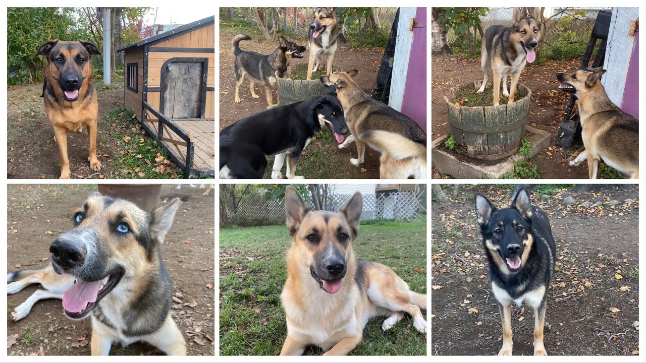 1 Year Old Shepsky Puppy Outruns Siblings | Update On Sheprador's Heat ...