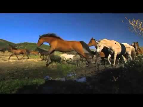 ҉ Видео про лошадей (Песня из рекламы Bon Aqua)