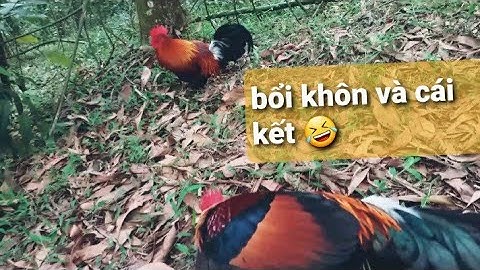 Bẫy Gà Rừng Hòa Bình Mới Nhất 15/3/2022 Bổi Khôn Và Cái Kết