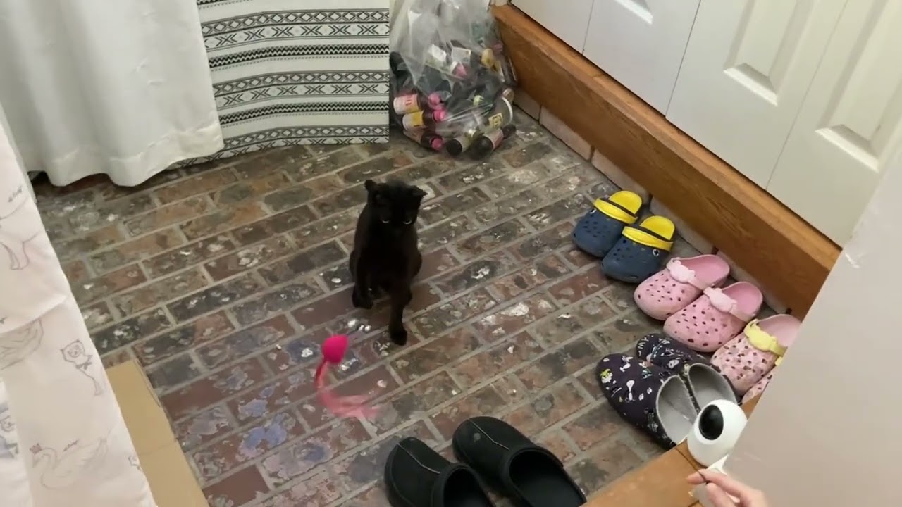 おもしろランドへようこそ🐾保護猫あんずちゃん💖エイズ・白血病は陰性でした✨