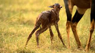 Baby Topi Takes First Steps Moments After Birth