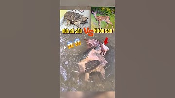 Rùa cá sấu sát thương thế nào. #hải_đăng_aqua #haidangaqua #rùa_cá_sấu #alligatorsnappingturtle