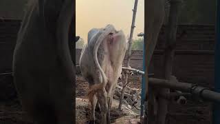 Kohinoor #ejjukibusinessideas #farming #animalfarming #dairyfarmbihar #cow #cattlefarming