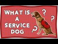 What is a Service Dog and Why Do People Need Them to Survive? | Operation Ouch | Nugget