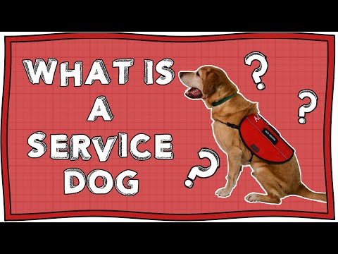 Video: Diskussion: Skal der udvises en servicehund, er det en strafbar handling?