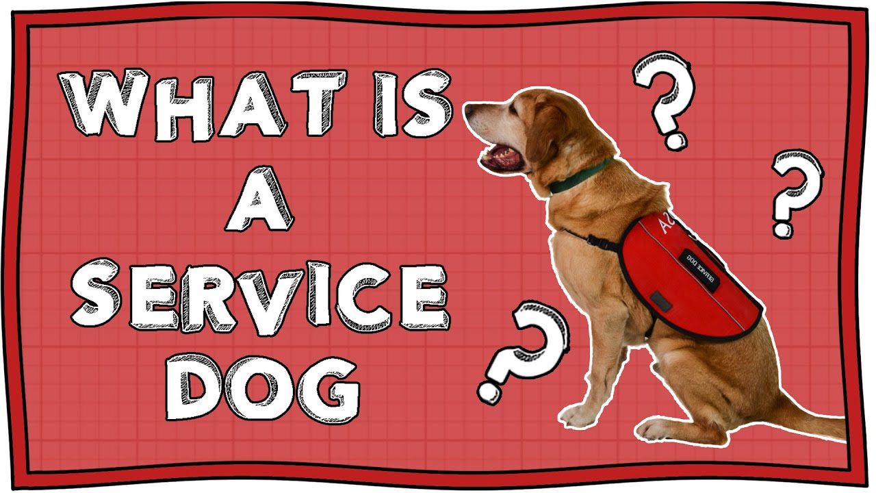 What Is A Service Dog And Why Do People Need Them To Survive? | Operation Ouch | Nugget