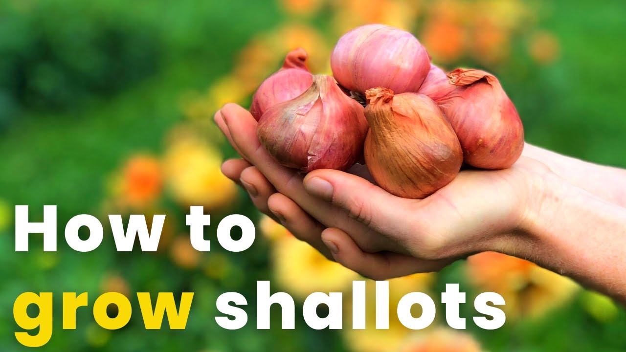 How to Grow Shallots  BBC Gardeners World Magazine