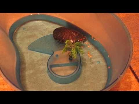 Видео: Как да храним водни костенурки