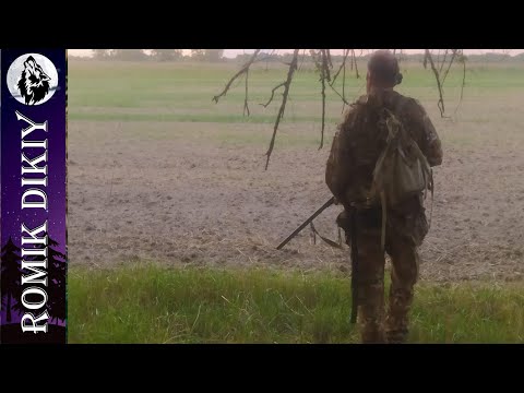 Видео: Шикарная охота на большую горлицу. Вечернее поле.