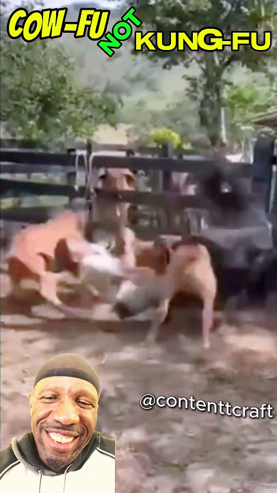 COW FU not KUNG FU #tiktok #instagram #reels #shorts