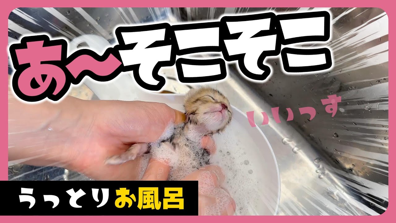 【子猫のお風呂】「ぴちゃぴちゃ」になったのでシャンプーしました！ 風呂上がりのミルクははずせない この寝顔、最強説【保護猫生活】