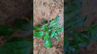 best fertilizer for vegetable plants ... #shortvideo #garden #houseplants #trending #plants #viral