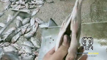 Tilapia with Automatic Fish Killing Cutting Filleting Machine
