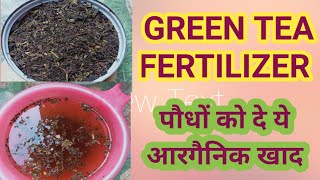 How to use Green Tea As Fertilizer/Organic Fertilizer for Plants #green tea