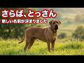 【土佐犬】とっさんのお伝えしたいこと