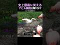 史上最高に笑えるアヒル瞬間2弾TOP7