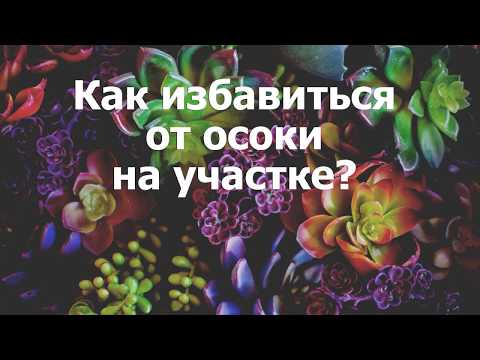 Вопрос: Как избавиться от осоки?