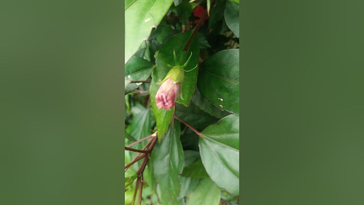 Adhul Flowers - YouTube