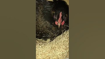 Conversations with Chickens || Snuggles in the Nest Box #shorts