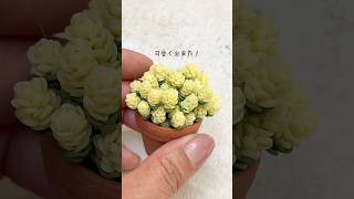 Sedum acre clay succulents