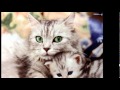 صور قطط جميلة Cats ، احلى قطط فى العالم 2019 ، اجمل صور قطط حلوه Cute