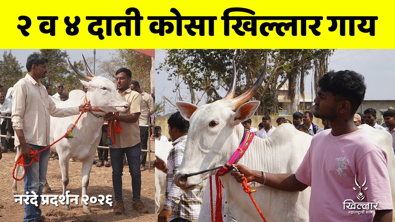 २ व ४ दाती कोसा खिल्लार गाय । श्री नागनाथ केसरी, नरंदे | Khillar Maharashtrachi Shaan 2025