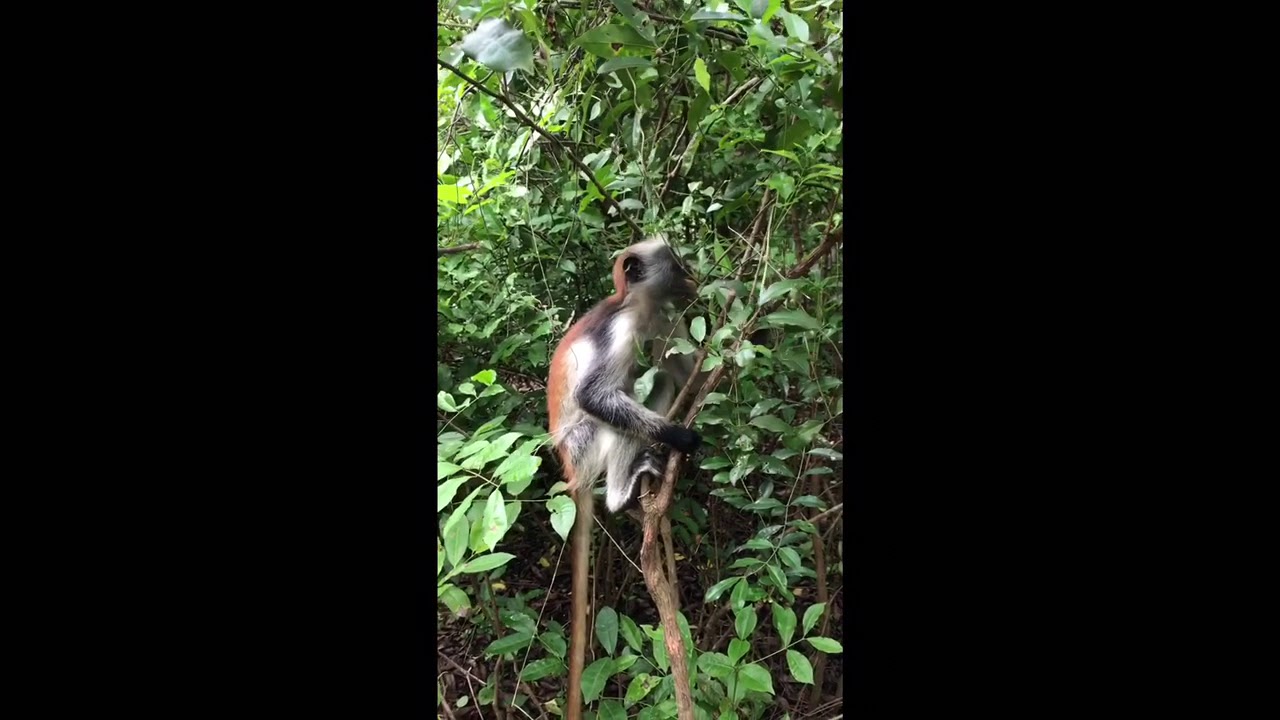 LIVE AFRICA: Monkeys in Josani National park in Zanzibar