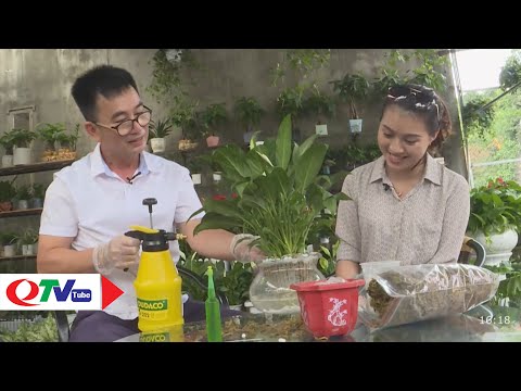 Bí quyết chăm sóc cây cảnh trong nhà | QTV