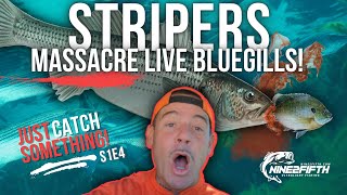 How I use LIVE BLUEGILLS For Stripers! Just CATCH Something! S1 E4 #kayakfishing #striperfishing