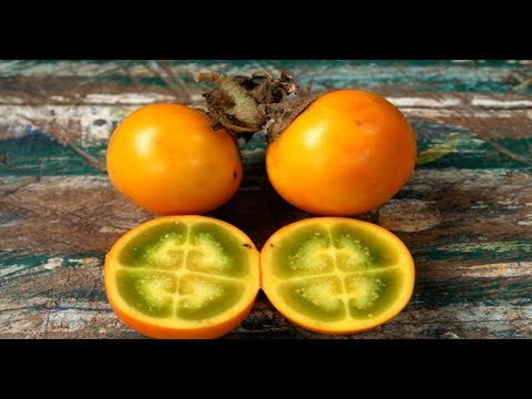 Video: Naranjilla Ose 