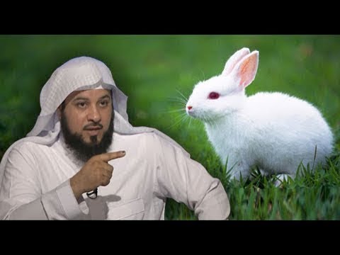 فيديو: أي أرنب للحوم؟