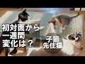 保護子猫と先住猫の初対面から一週間後の変化がこちらです+ご報告