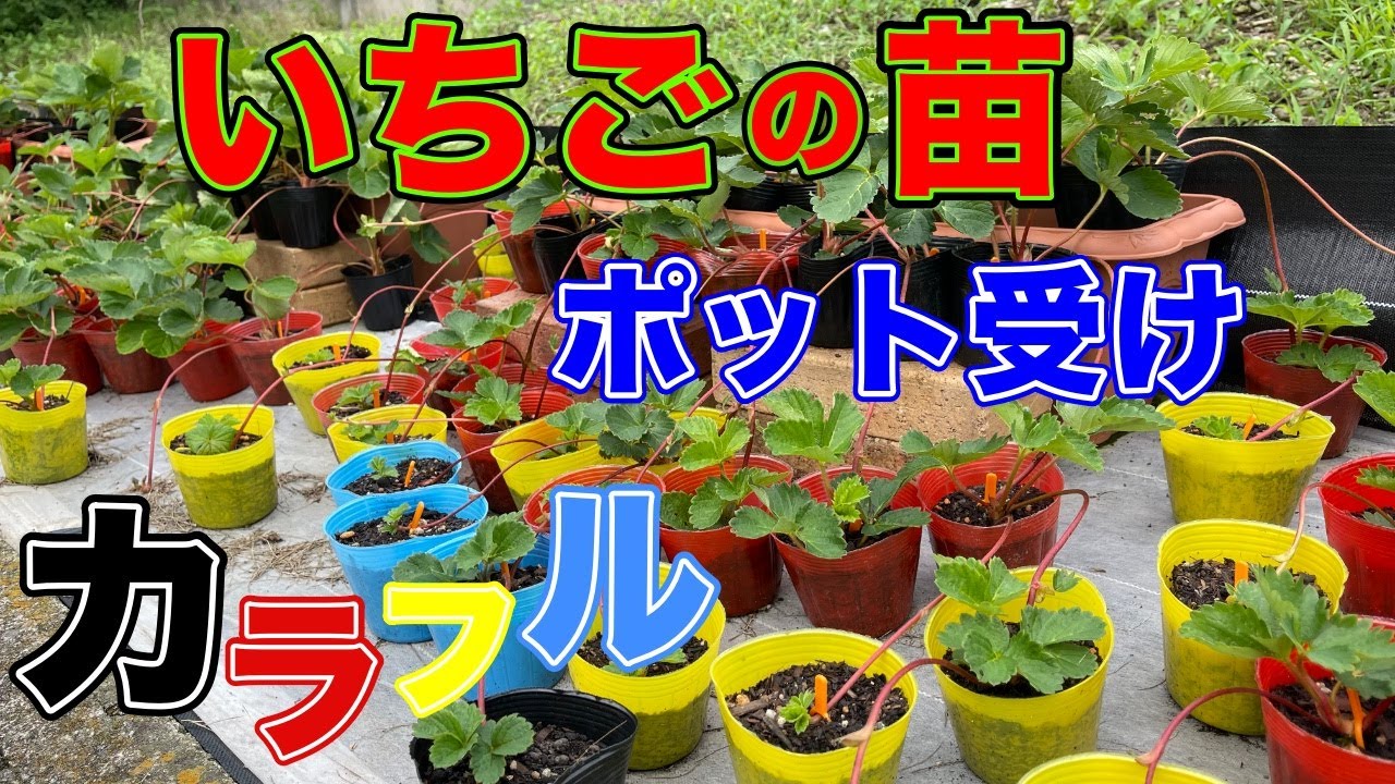 プロのイチゴ農家直伝。いちごの苗のポット受け始まってます