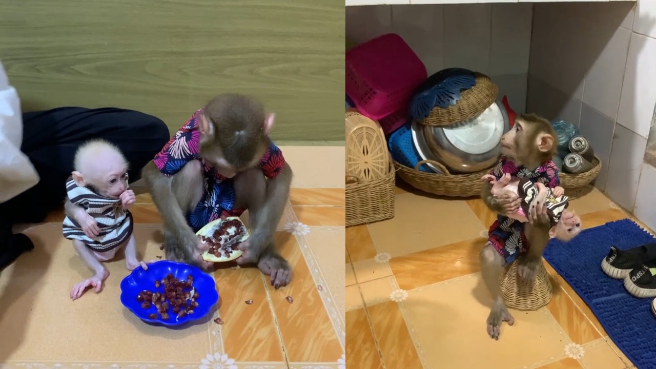 Big Brother Takes Care of the Newborn Baby Monkey! 🐒❤️