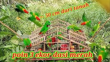 SETINGGI 50 CM DAPAT POIN 3 EKOR SAAT DI HUJANI BURUNG SERINDIT /PARROTS DASI MERAH SAAT ( BIRD TRAP