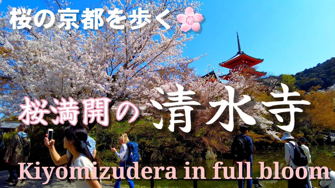 Kyoto Japan walk! /Kiyomizudera with cherry blossoms in full