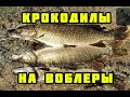 Крокодилы на каждом забросе. Рыбалка на воблеры.