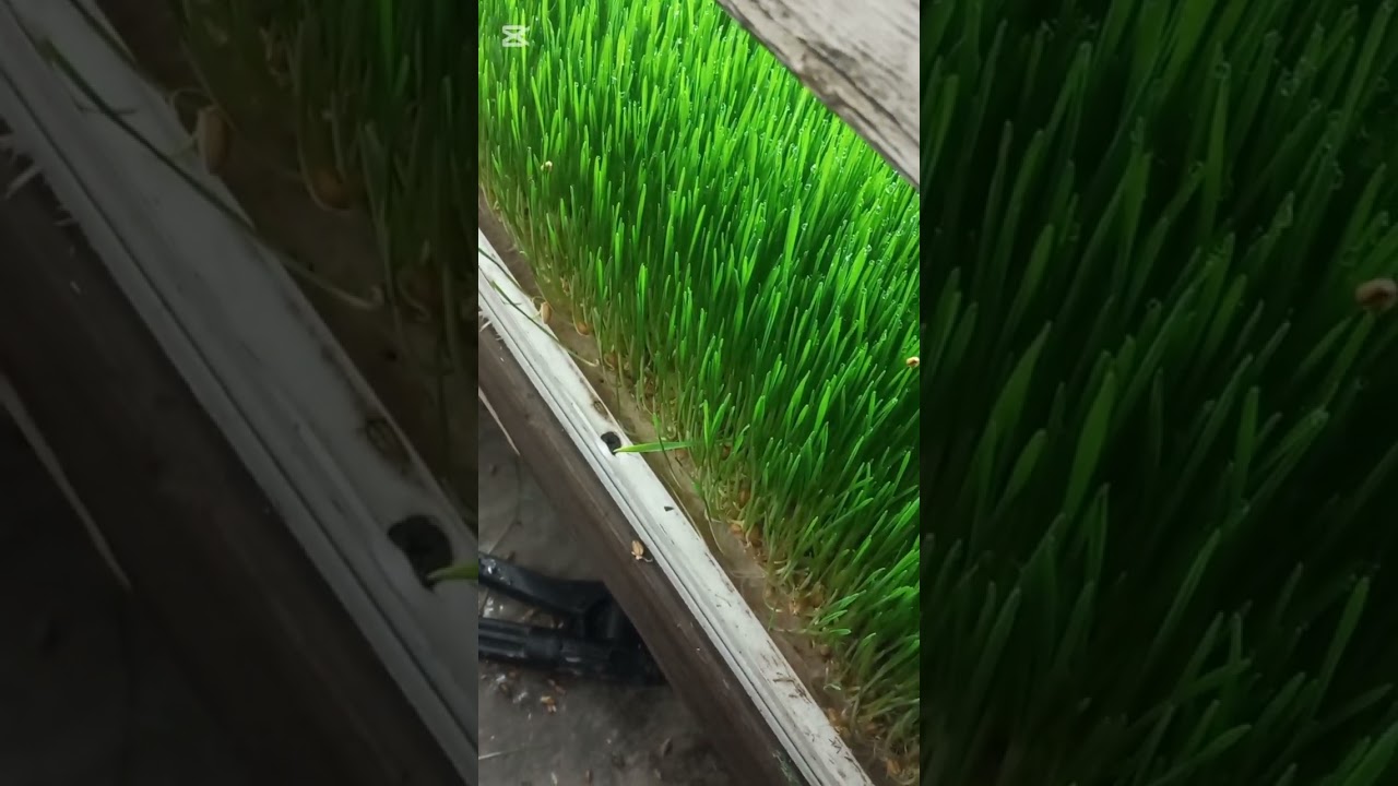 ГИДРОПОНИКАДА  БУГДОЙ  ЕТИШТИРИШ. 30 декабря 2025 г.