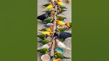 Thumbnail of Crow Sound 🥰 Crows Join Colorful Talking Birds for a Peaceful Meal! 🦜 Bird Sound #animalsounds