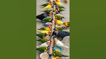 Crow Sound Crows Join Colorful Talking Birds For A Peaceful Meal Bird Sound Animalsounds 