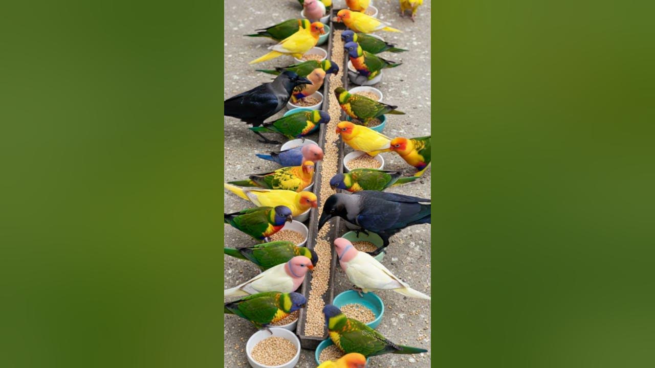 Crow Sound 🥰 Crows Join Colorful Talking Birds for a Peaceful Meal! 🦜 Bird Sound #animalsounds