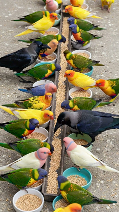 Crow Sound 🥰 Crows Join Colorful Talking Birds for a Peaceful Meal! 🦜 Bird Sound #animalsounds