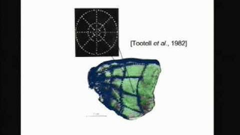 Scalable Learning and Inference in Hierarchical Models of...