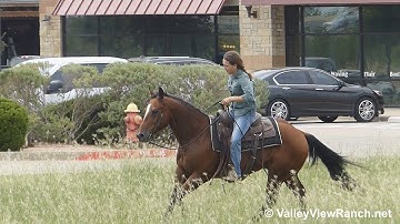 King - lead changes, lope-offs, and spins in town! - ValleyViewRanch.net