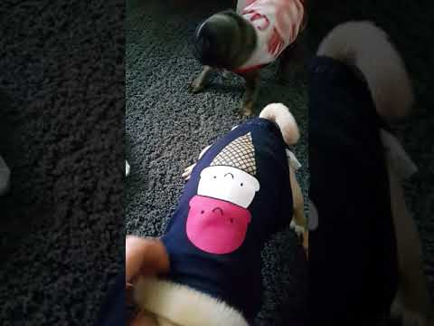 Video: Köpeğime bebek bezi koyabilir miyim?