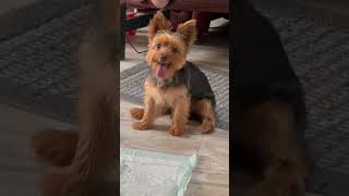 I sit like hooman.  #cute #romeo #funny #sweet #yorkie #puppy #dog #funnyvideo #shorts #explore