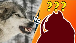 which dog breed is best suited to take on wolves ? by catdog 123 views 11 months ago 2 minutes, 29 seconds