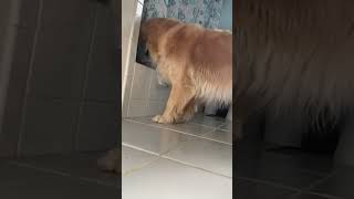 Dog Demands To Play Fetch During Pet Parent's Shower!