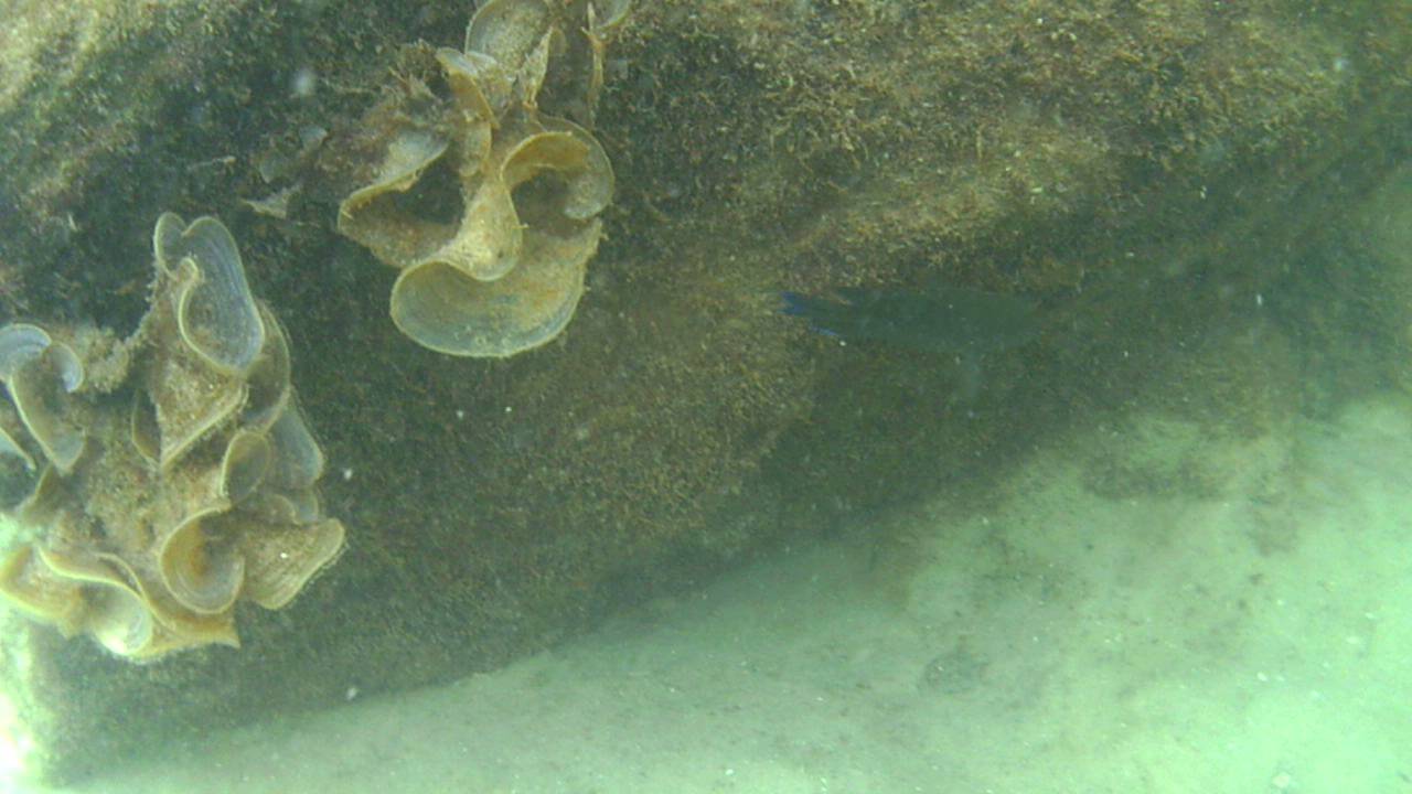 Gopro Snorkeling Shell Island Panama City Florida You Shell Island Panama City Florida