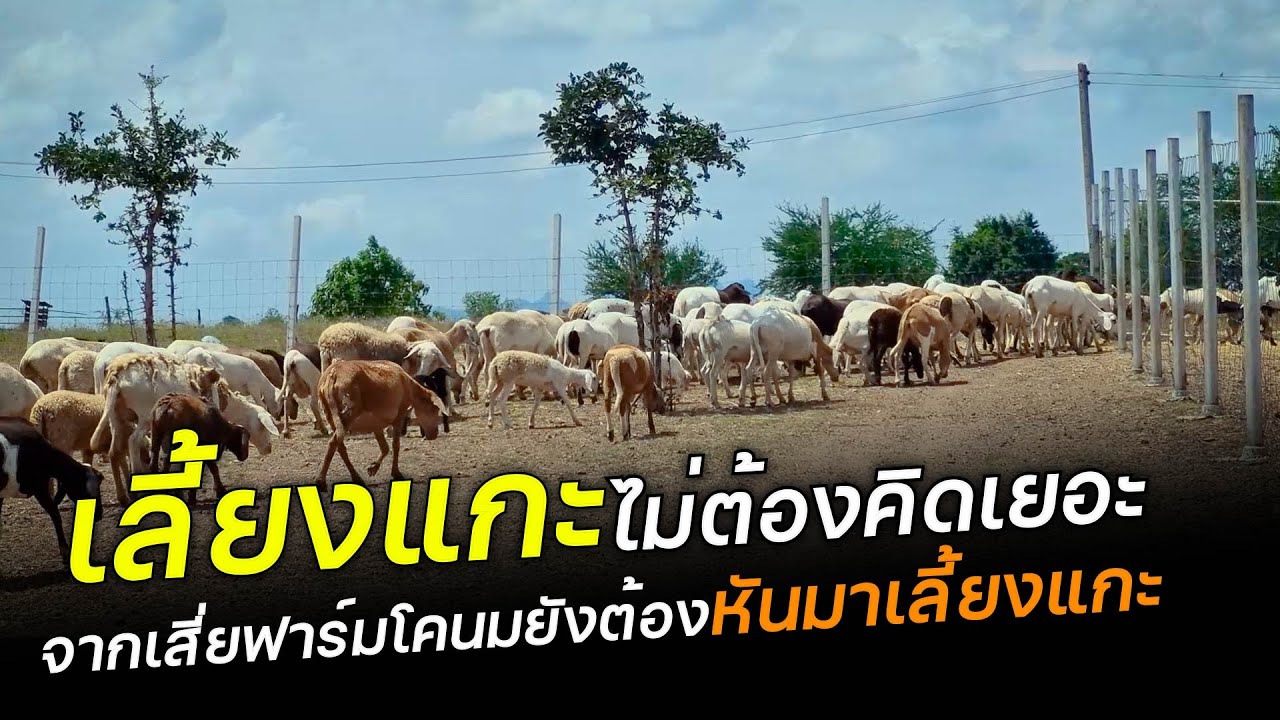 เลี้ยงแกะไม่ต้องคิดเยอะ จากเสี่ยฟาร์มโคนมยังต้องหันมาเลี้ยงแกะ